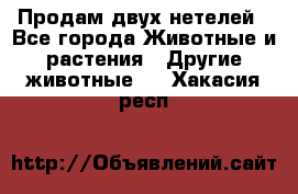 Продам двух нетелей - Все города Животные и растения » Другие животные   . Хакасия респ.